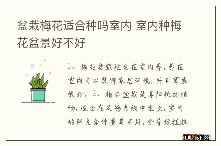 盆栽梅花适合种吗室内 室内种梅花盆景好不好