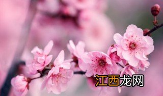 盆栽梅花适合种吗室内 室内种梅花盆景好不好