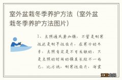 室外盆栽冬季养护方法图片 室外盆栽冬季养护方法