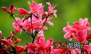 映山红几月份开花 映山红什么时候开花