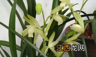 建兰几月份开花季节 建兰几月份开花