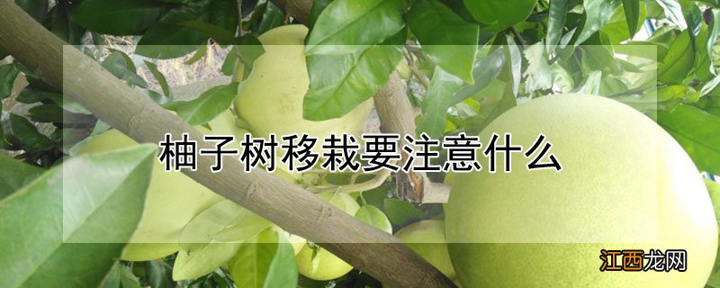 柚子树移栽要注意什么