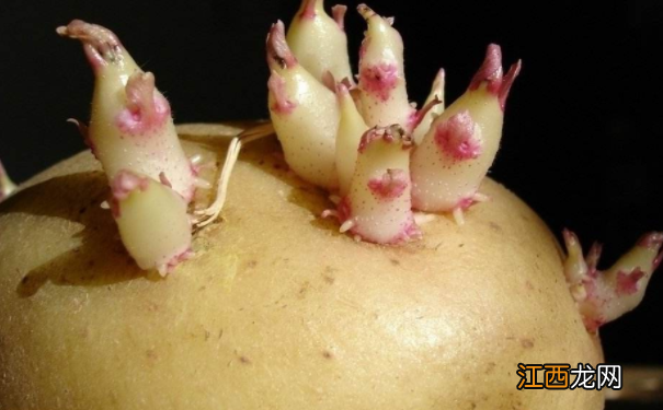 哪些蔬菜有毒？什么样的蔬菜是不能吃的？