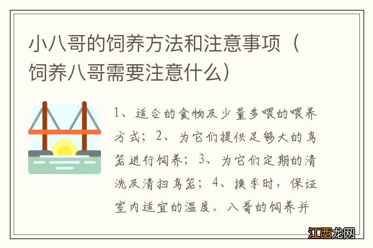 饲养八哥需要注意什么 小八哥的饲养方法和注意事项