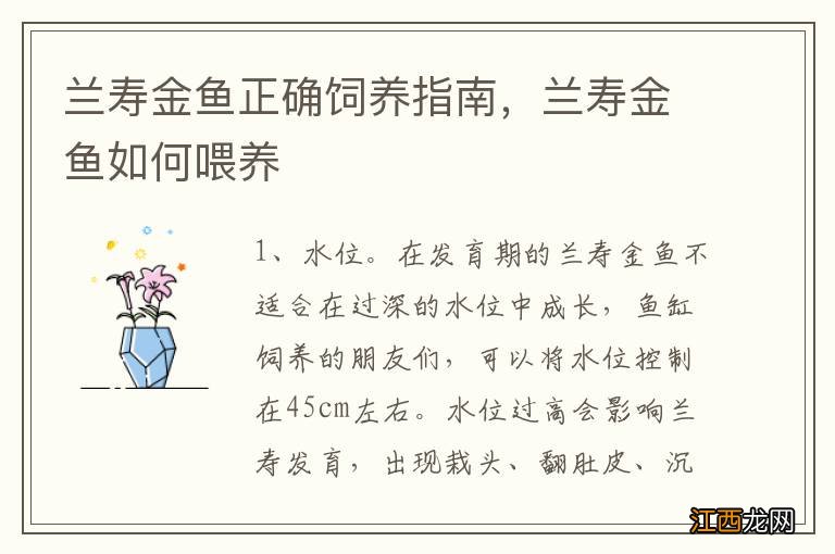 兰寿金鱼正确饲养指南，兰寿金鱼如何喂养