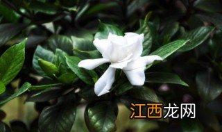 地暖养花注意事项 地暖养花怎么处理