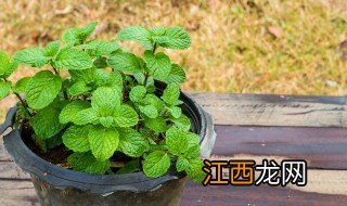 薄荷的养殖方法和注意事项 薄荷怎么养