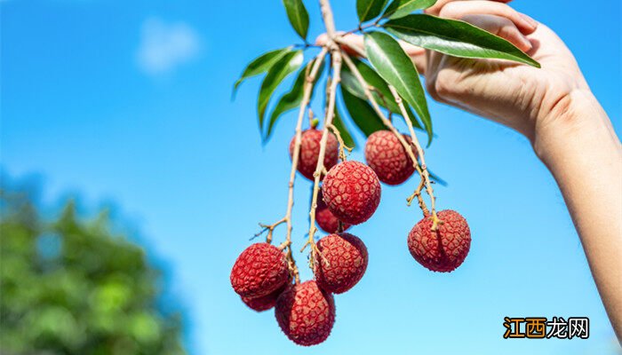 荔枝产地主要在哪个省 荔枝产地