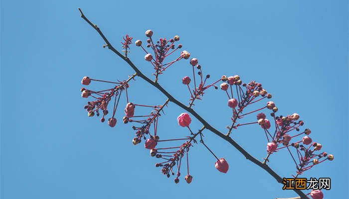 决明子是什么植物的果实图片 决明子是什么植物的种子