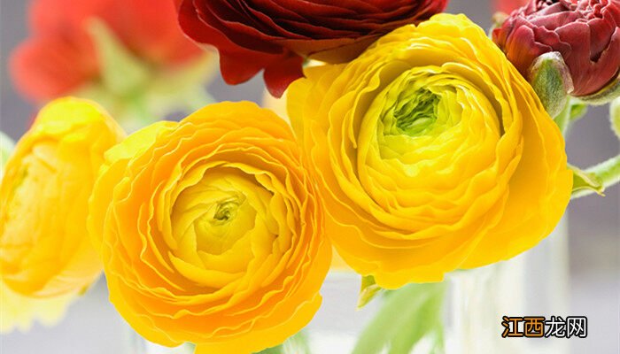 洋牡丹的花语和寓意颜色 洋牡丹的花语和寓意