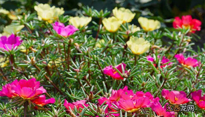 太阳花为什么不能用营养土种 太阳花为什么不能用营养土