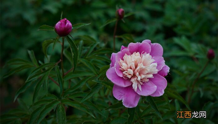 粉色芍药花语是什么 芍药花语是什么