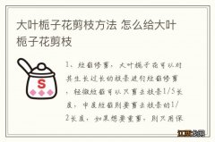 大叶栀子花剪枝方法 怎么给大叶栀子花剪枝