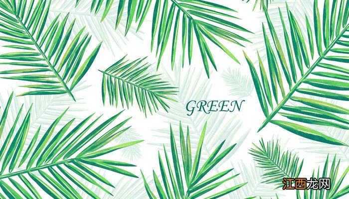 凤尾竹养殖方法和注意事项图片 凤尾竹养殖方法和注意事项