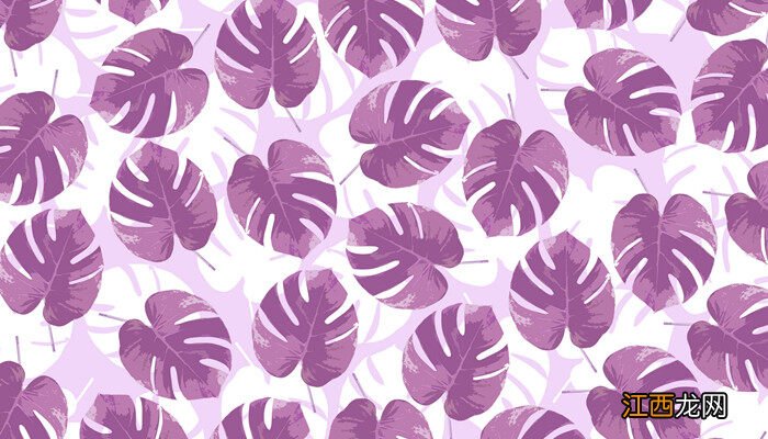 凤尾竹养殖方法和注意事项图片 凤尾竹养殖方法和注意事项