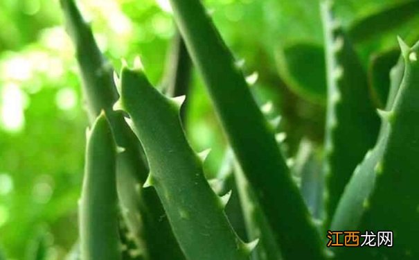 芦荟可以直接涂脸上吗?芦荟能直接涂脸上吗?