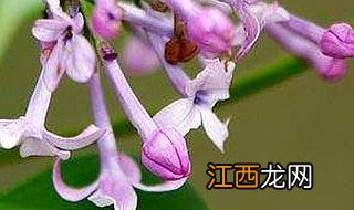 丁香养殖方法和注意事项 丁香的养殖方法和注意事项