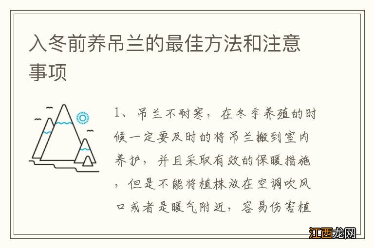 入冬前养吊兰的最佳方法和注意事项