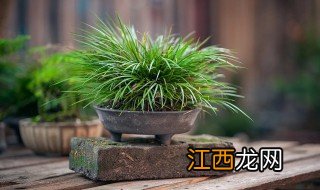 菖蒲可以养在鱼缸里吗 菖蒲可以水缸里养吗