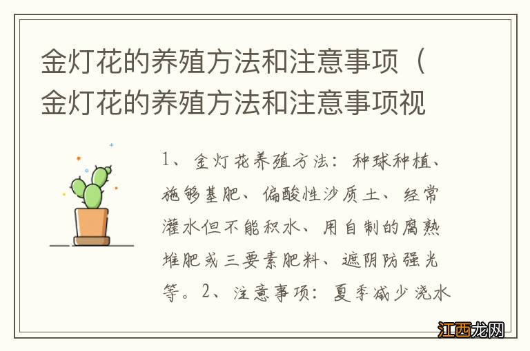 金灯花的养殖方法和注意事项视频 金灯花的养殖方法和注意事项