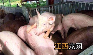 用什么方法养猪好 养猪有哪些方法