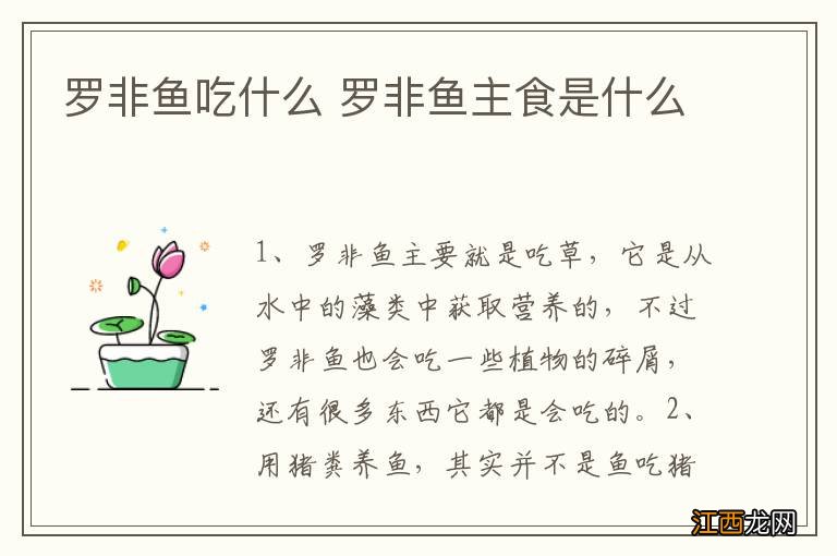 罗非鱼吃什么 罗非鱼主食是什么