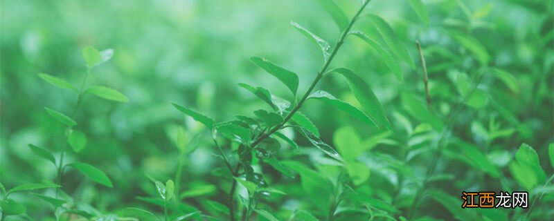 跳舞草为什么会跳舞的原因 跳舞草为什么会跳舞