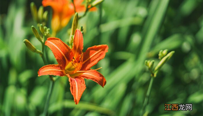 鲜黄花菜的正确食用方法 黄花菜的花蕊要摘掉吗