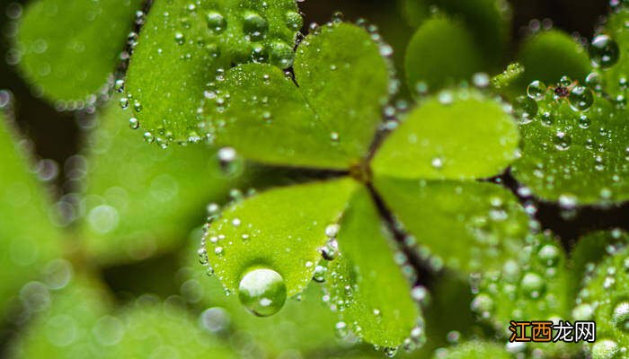 酢浆草什么时候种植 酢浆草什么时候开花