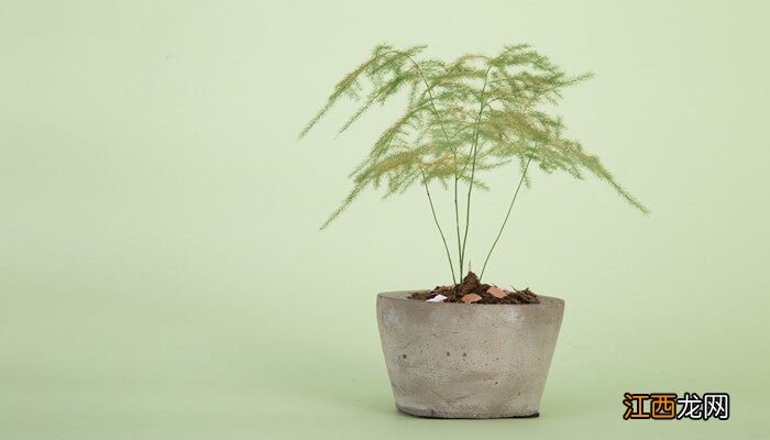 文竹为啥叶子黄了 文竹喜阴还是喜阳