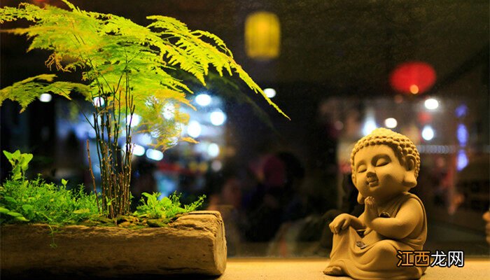 文竹为啥叶子黄了 文竹喜阴还是喜阳