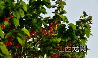 镇平樱桃沟怎么收费 镇平樱桃沟景区游玩攻略