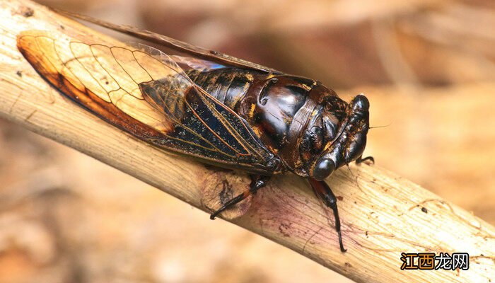 人工养殖金蝉几年出土 金蝉种植最佳方法