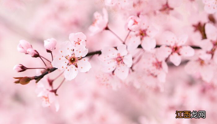 樱花的花语是什么象征的什么意思 樱花的花语是什么象征