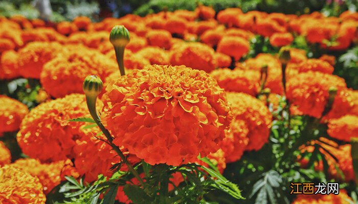 花中隐士是什么花啊 花中隐士是什么花