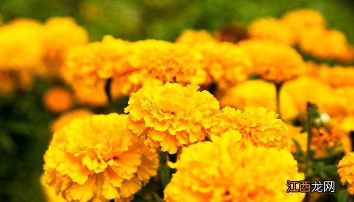 花中隐士是什么花啊 花中隐士是什么花