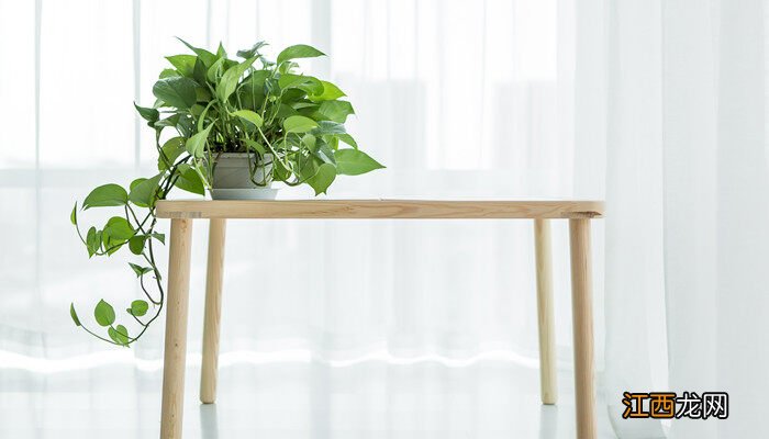 平安树叶子怎样养变成深绿色 平安树的叶子怎么养绿