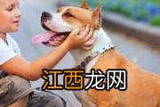小孩和狗接触注意事项 不想发生被狗咬悲剧？要学会怎么跟狗狗接触！