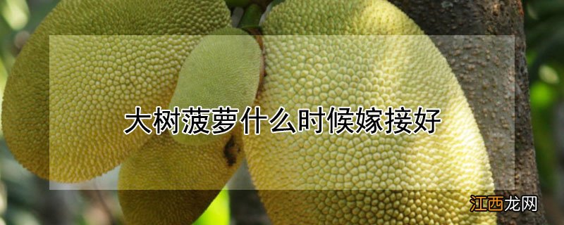 大树菠萝什么时候嫁接好