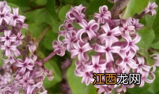 丁香花可以种在院子里吗 丁香花能种在院子里吗