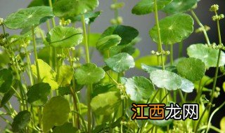 院子里能种金钱草吗，院子里能种金钱草吗