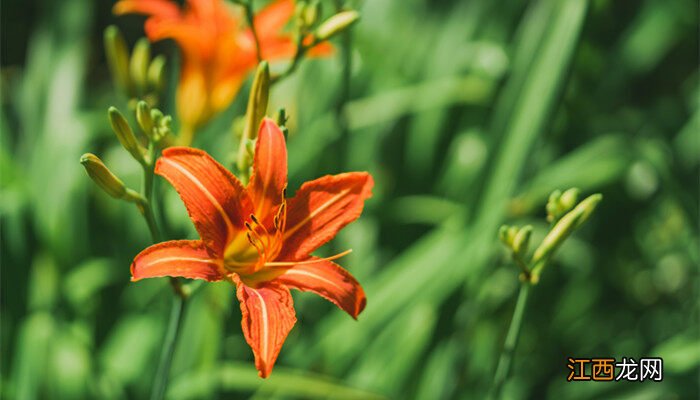 萱草花的花语和寓意是什么 萱草花的花语和寓意