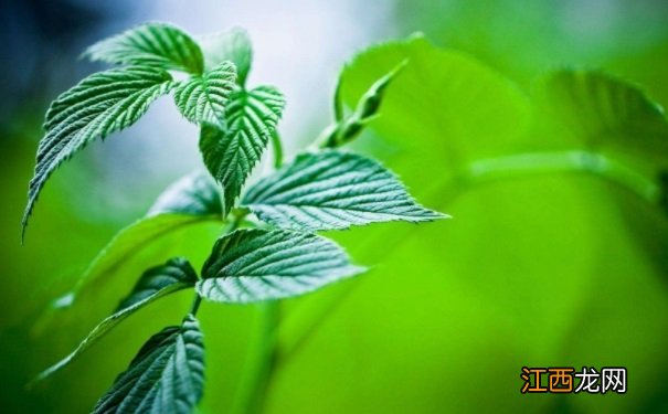 药用蔬菜主要有哪些?运用药用蔬菜的注意事项有哪些?