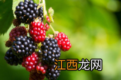 药用蔬菜主要有哪些?运用药用蔬菜的注意事项有哪些?