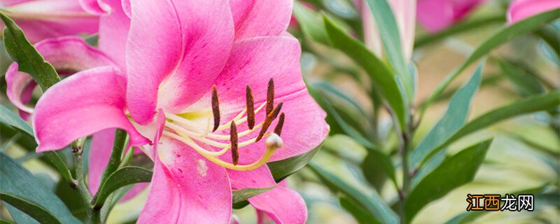 盆栽百合花养殖方法和注意事项