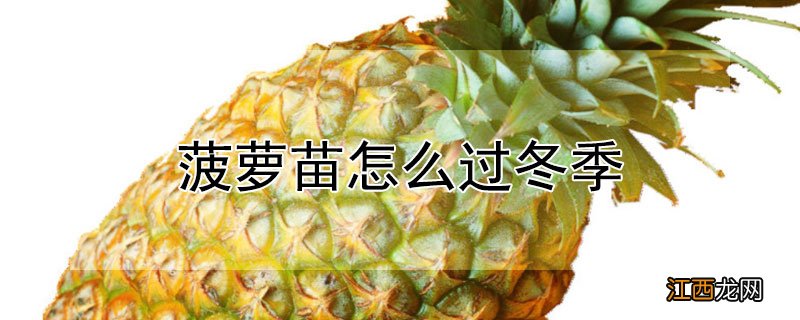 菠萝苗怎么过冬季