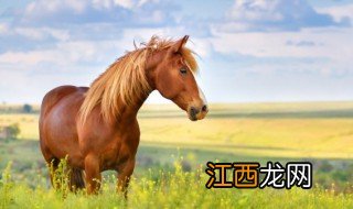 2023年生肖桃花排行榜 2023年生肖桃花排行榜图片