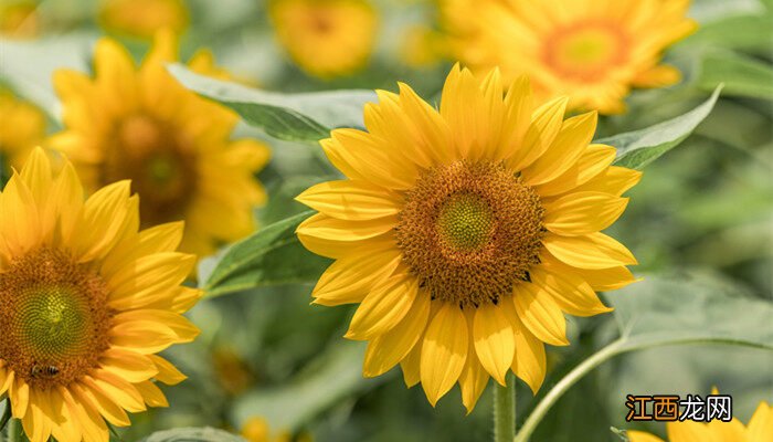 向日葵生长的六个阶段 向日葵种子种植方法步骤