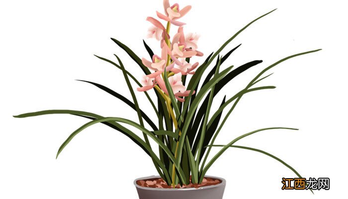 君子兰摆放哪里最好 君子兰摆放哪里好