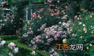 爬藤类月季能种兰花盆里吗，爬藤月季花可以盆栽吗